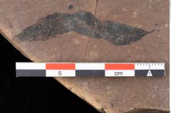 Foto (Detailsansicht) von Quercus palaeoilex Ettingshausen (NHMW-GEO-2024-0188-0833)